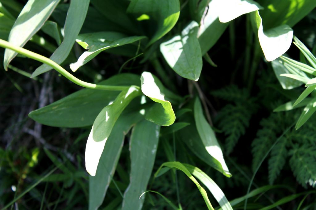 Allium victorialis / Aglio serpentino